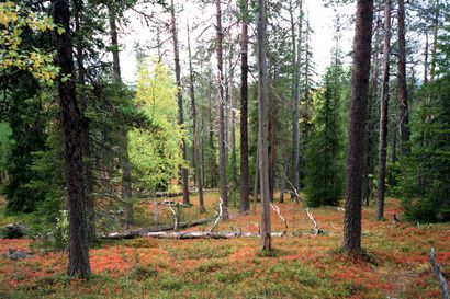 Uu­ti­sa­na­lyy­si: Metsästrategia laistaa suojelusta – Tutkijat suosittelevat luontokartoittajien työn hyödyntämistä ja metsien lisäsuojelua