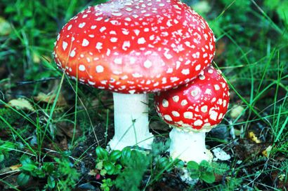 Sienimyrkytyksen oireiden alku vaihtelee alle tunnista vuorokauteen –  sienestäjiä hoidossa vuosittain maksavaurion vuoksi