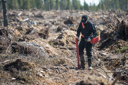 Onko metsien hävittäminen metsänhoitoyhdistyksen toimintamuoto?