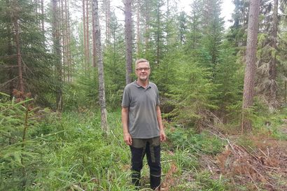 Metsä kasvaa pohjoisessa niin hitaasti, että istuttaminen ei kannata – Metsäprofessori Timo Pukkala siirtyisi pohjoisen metsissä vallan jatkuvaan kasvatukseen
