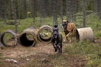 Lähdimme jättikoirien matkaan katsomaan, mitä ovat Oulun seudullakin suosioon nousseet koirametsät – Tunnin vuorolla metsäralli alkoi heti ja makkaraakin norkoiltiin