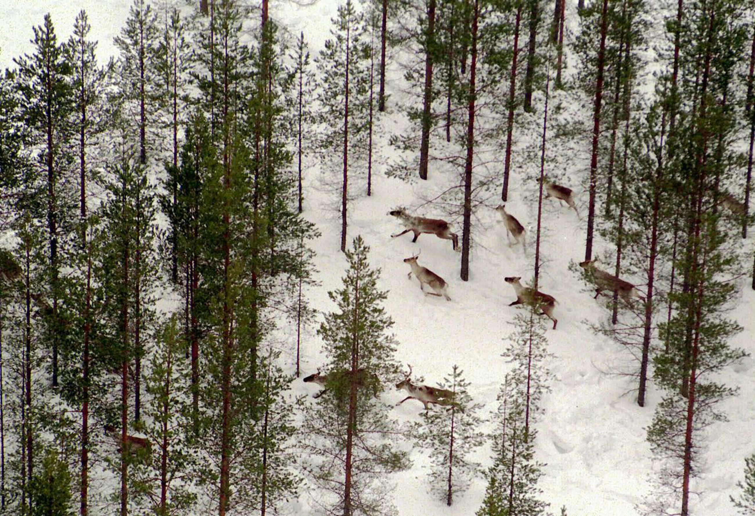 Kainuun metsäpeurakanta jatkaa lievää kasvuaan – Suurimmat peuratiheydet  Ristijärvellä ja Sotkamossa | Koillissanomat