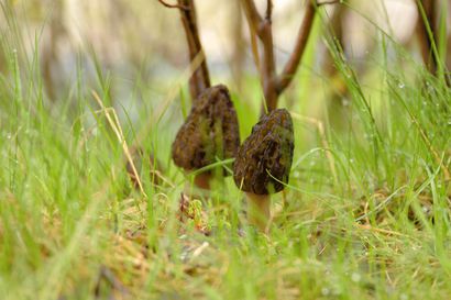 Huhtasieni on kevään sieniyllättäjä – Kysyimme, suosiiko viileä sää lajin esiintymistä