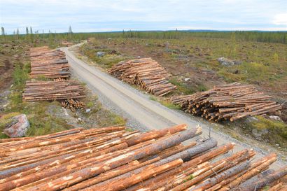 Lukijalta: Suomalaiset metsät valuvat ulkomaille – tehdään 2022-luvun Lex Kallio