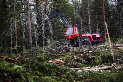 Harvennushakkuiden määrä kasvaa Lapissa – Luonnonvarasuunnitelma ohjaa Metsähallituksen toimia tulevina viitenä vuotena