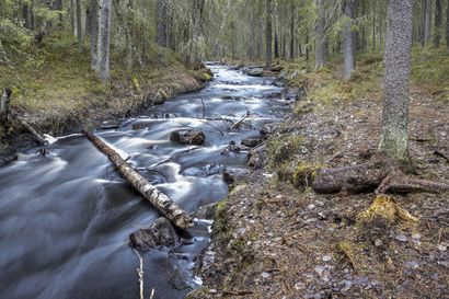 Oulun kaupunki lahjoitti eurolla loput Sanginjoen ulkometsän alueesta valtiolle tänään – Metsähallitus aikoo käynnistää alueen kehittämistyön heti