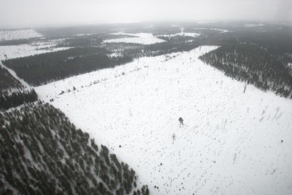 Uutta metsävaratietoa 120 000 hehtaarilta Kuusamosta ja Posiolta – palvelussa yksityisille metsänomistajille hoito- ja hakkuuehdotuksia