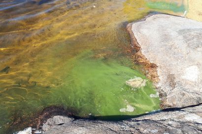 Värikäs sinileväkukinto herätti epäilykset öljypäästöstä Hailuodossa – Perämeren rannikkoalueilla sinilevää on havaittu paikoittain