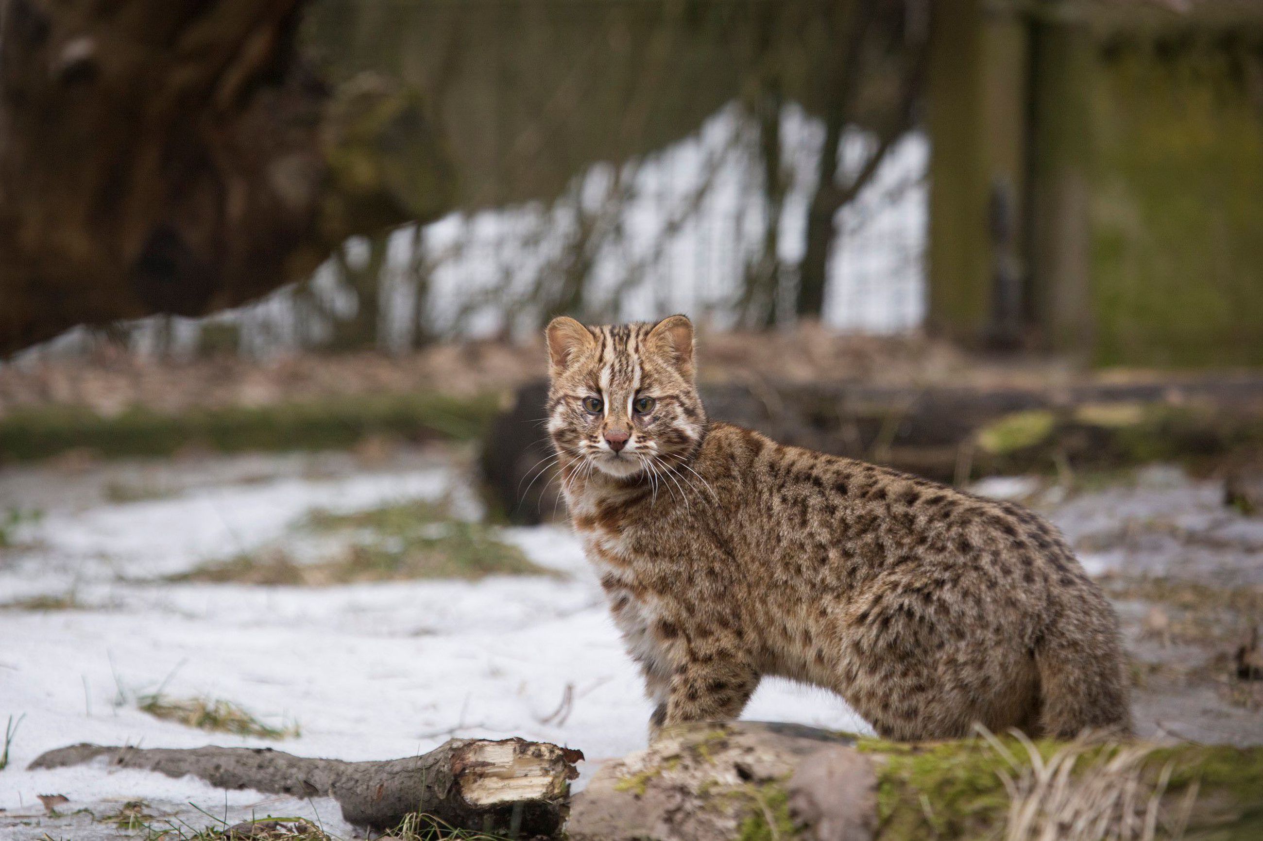 Амурский лесной кот. Дальневосточный камышовый кот. Дальневосточный Амурский кот. Амурский Лесной кот (Дальневосточная леопардовая кошка).