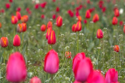 Oulun puistoissa kukkineita tulppaaneja jaetaan kuntalaisille keskiviikkona
