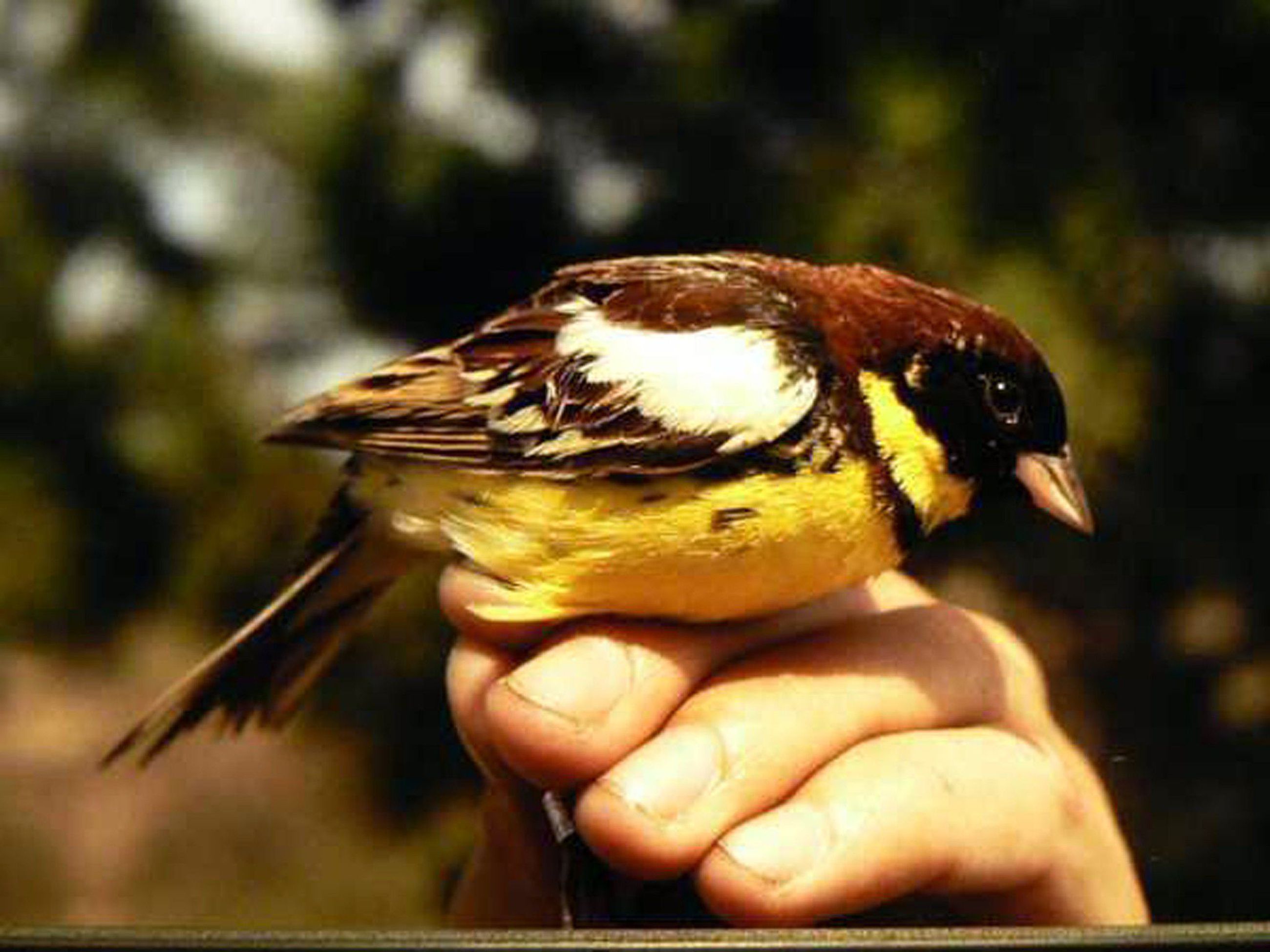 Kultasirkku havaittu Hailuodossa – lintu nähtiin Suomessa edellisen kerran  vuonna 2007 | Kaleva