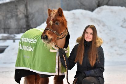 Julia Saarela on nuoresta iästään huolimatta jo kokenut poniohjastaja – "Olen päivittäin hevosten kanssa tekemisissä"
