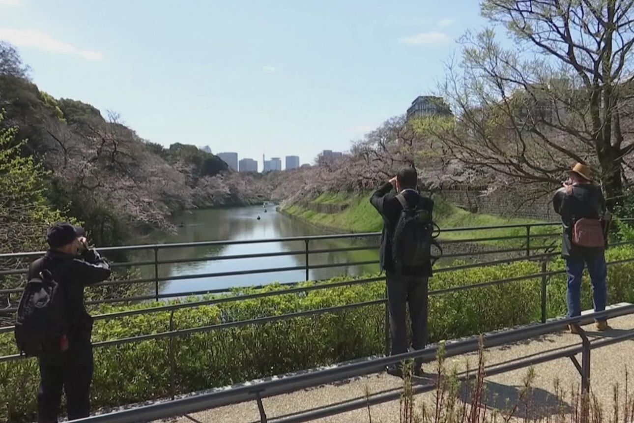 Kevät tuli aikaisin Japaniin – perinteistä kirsikkapuiden ihastelua hillitsee turvavälit ja muut koronarajoitukset