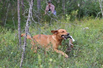 Suomen riistakeskus muistuttaa: Koirat pidettävä kytkettyinä luonnon varjelemiseksi