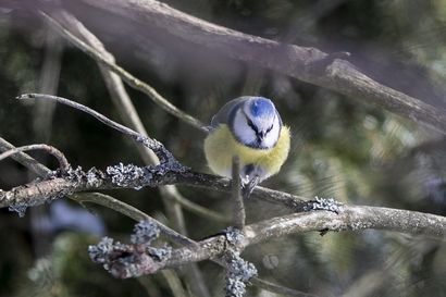 Bongaa lintu pöntöstä – viikonloppuna seurataan kevätlintuja