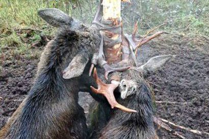 Kaksi hirveä löydettiin sotkeutuneena kuormaliinaan ja puuhun Pyhäjoella: Huonokuntoiset eläimet lopetettiin