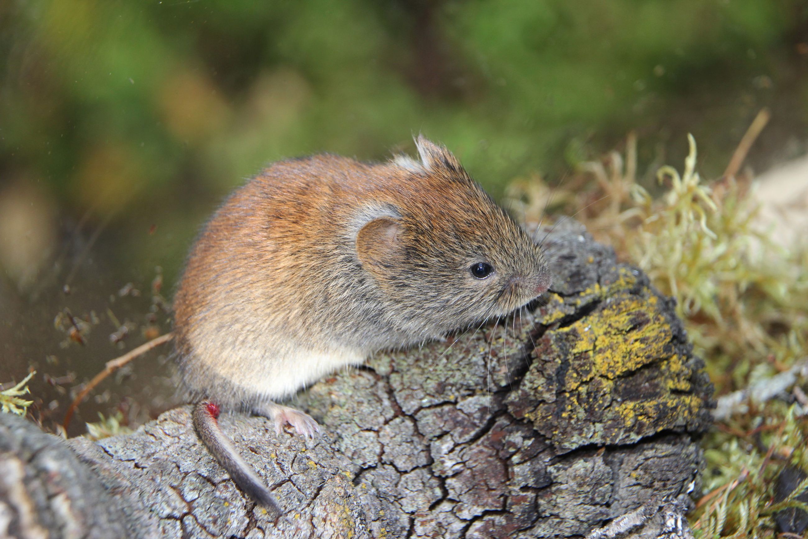 Lappiin odotettiin laajaa myyrähuippua, mutta sitä ei tullut –  Metsä-Lapissa kannattaa silti tarkastaa taimikot myyrätuhojen varalta |  Lapin Kansa