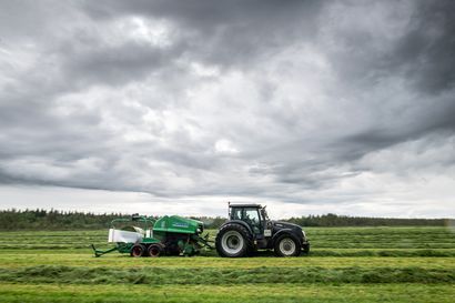 Lapin viljelijöiden rehuanalyysituloksissa todella suuret erot, miten käy Koillismaalla? – Katastrofaalisen nopea kasvu tuottaa enemmän siementä kuin versoa