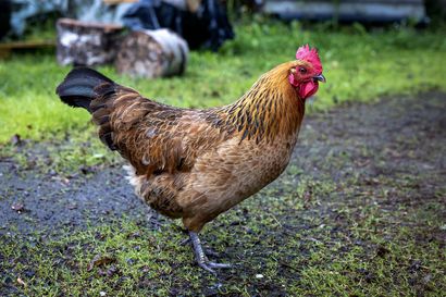 Oulun Pikkaralassa tavallinen kana lakkasi munimasta, kasvatti heltan ja rupesi kukoksi: "Harvinaisuus osui eteen", kommentoi professori – sama ilmiö toimii myös ihmisillä