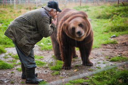 "Karhukuiskaajan" tarina kasvattaa luontokaupungin mainetta – Karjalainen nimitti pandoja pehmoleluiksi