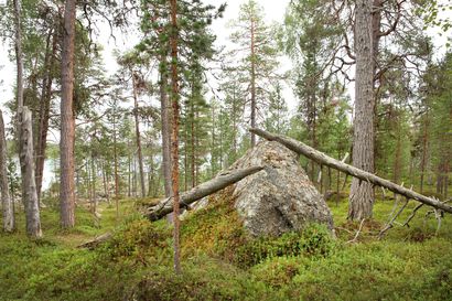 Luonnonperintösäätiölle lahjoituksena ikimetsää Inarijärven rannalta – Metsä vältti täpärästi hakkuut 2000-luvun alussa