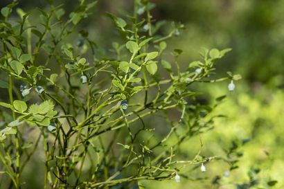 Mustikka runsastuu, hilla taantuu – Tuhansien koealojen verkosto kertoo metsä- ja suokasvillisuuden muutoksista