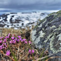 Tutkimus: Pohjoisessa nopeasti etenevä ilmastonmuutos muokkaa maata ja kasveja