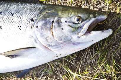 Tornionjoen lohen terveydentilaa tutkitaan tänä kesänä – viime vuonna tutkituista kaloista ei löytynyt tautia aiheuttavia bakteereja tai viruksia