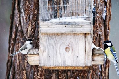 Pihabongaus-tapahtuma järjestetään tammikuun lopussa 18. kerran – viime vuonna pihalintuja tarkkaili yli 25 000 suomalaista