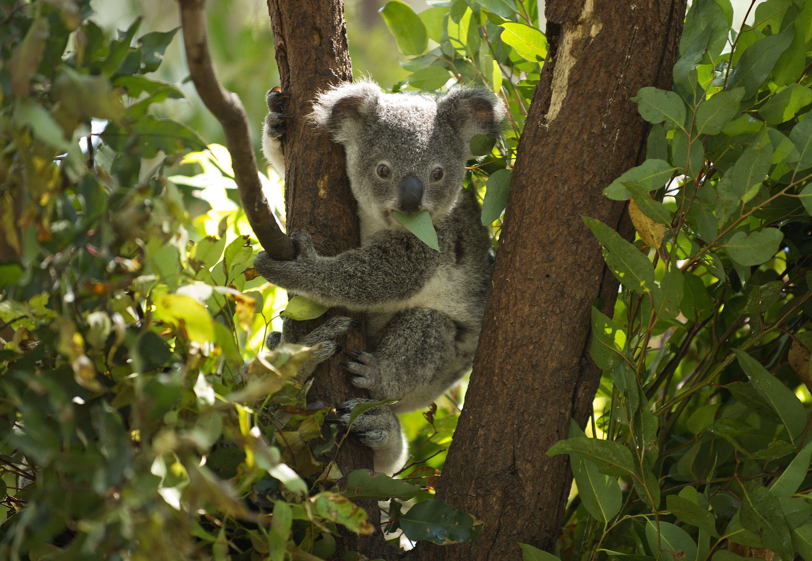 Коала в лесу. Коала на эвкалипте. Эвкалипт в Австралии с коалой. Коала эвкалиптовый мишка. Заповедник Каррамбин Австралия.