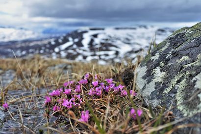 Oulun yliopiston tutkimus: Routakuohunta muokkaa arktista kasvillisuutta
