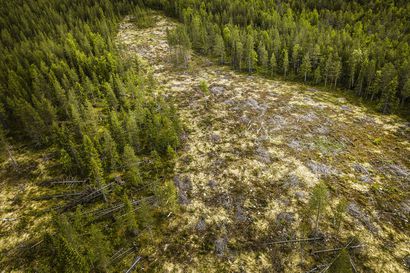 Metsien kestävä monikäyttö käy hankalammaksi – Venäjän hyökkäys Ukrainaan voi kasvattaa painetta lisätä hakkuita Lapin metsissä, tutkimusprofessori arvioi