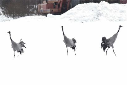 Vihantilaisten keväisiä lintuhavaintoja: "Kun kuovi kuikahtaa, niin lumi luikahtaa"