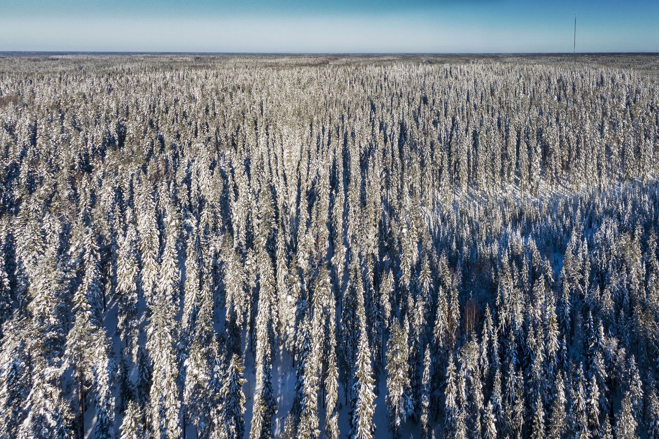 Yksityisten metsänomistajien kemera-tukea jäi käyttämättä useita miljoonia Pohjois-Pohjanmaalla – varoilla olisi kunnostanut 100 kilometriä metsäautotietä