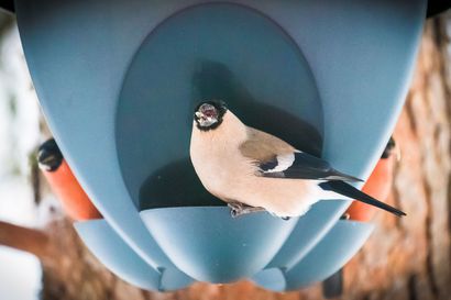 BirdLif Suomi haastaa tunnistamaan 100 lintulajia: "Sata lajia vuodessa on aloittelijalle sopiva tavoite: ei mahdoton, muttei ihan helppo"