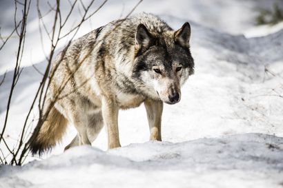 Inarissa ammuttiin susi – eri yksilö kuin Ivalossa pihoilla liikkuva koiraeläin