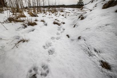 Riistanisäkkäiden lumijälkilaskennat käynnistyvät alkuvuodesta – jälkiä laskevat vapaaehtoiset metsästäjät ja luontoharrastajat
