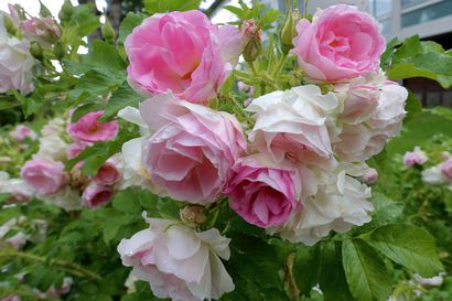 Ruusujen tuoksu leviää ympäri Raahea – Mikä on sinun suosikkisi?