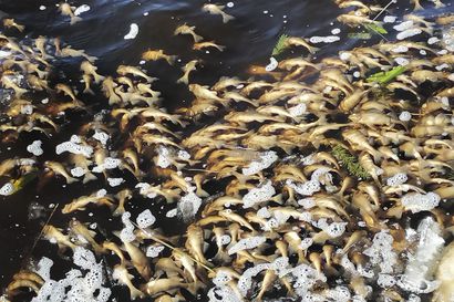 Kalakuolema paljastui Muhoksen Pirttijärvestä – Aiheuttajana mahdollisesti lampisirppisammalen massaesiintymä
