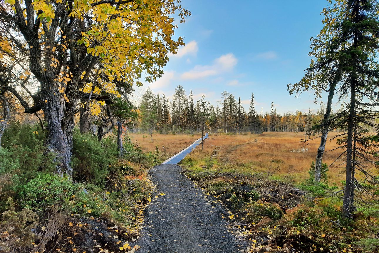 Ylläsjärven ja Äkäslompolon kylien välille valmistui helppokulkuinen polku – Reitti on ollut suljettuna lahojen pitkospuiden takia useita vuosia