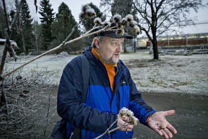 Kuolleet kasvit kiehtovat kasvitieteilijää – Oululainen Ari-Pekka Huhta teki talviasuisten kasvien määritysoppaan