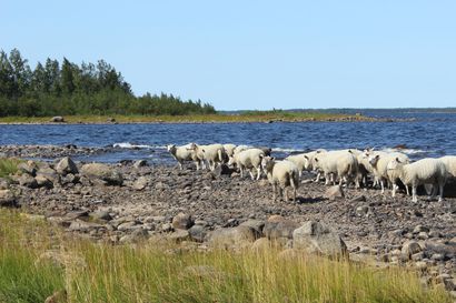 Pensaskarin lisäksi lammaspaimenia tulee Selkä-Sarveen – Halukkaita lammaspaimenia on liki 15 000