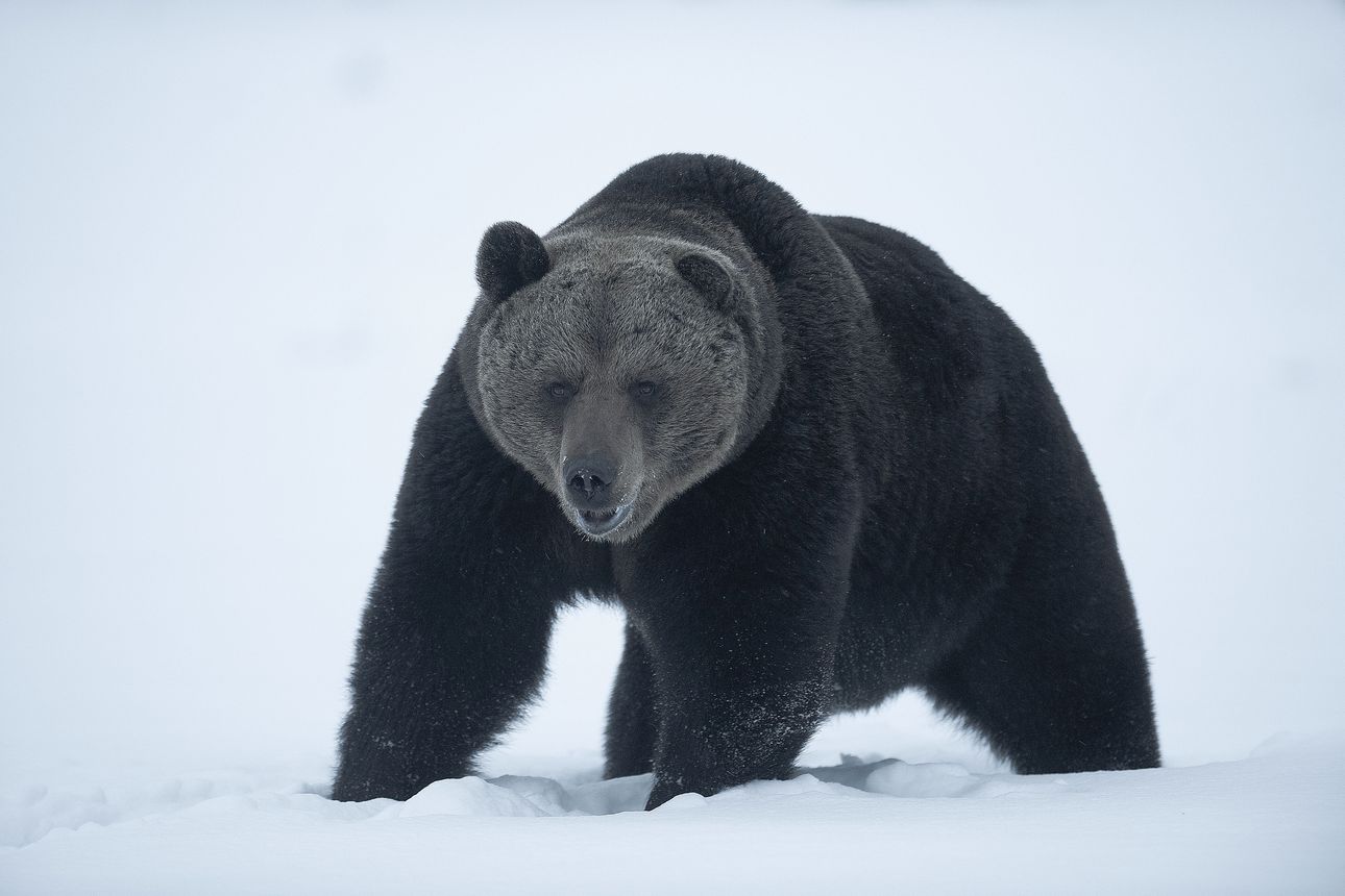 Itä-Suomen hallinto-oikeus kumosi karhunmetsästystä koskevat poikkeusluvat  – 