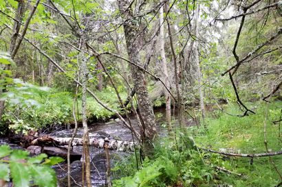 Kosteuskartta ohjaa puronvarsihakkuita – 15 000 metsänomistajaa saa Pohjois-Pohjanmaalla kyselyn purojen merkityksestä ja puronvarren metsien käsittelystä