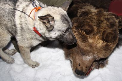 Karhunmetsästys päättyi myös läntisellä poronhoitoalueella: samaan aikaan ammuttiin kaksi karhua