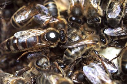 Luonnonvarakeskus ja mehiläistarhaajat aloittavat yhteistyön mehiläisen monimuotoisuuden turvaamiseksi – uhanalaisen pohjolan tummamehiläisen siemennestettä kerätään ja pakastetaan