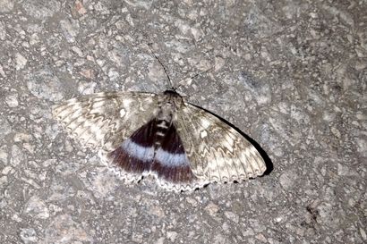 Näitä suuria yöperhosia on liikkeellä ennätysmäisesti Oulun seudulla – Jenni Krekilän lemmikit yrittivät syödä otuksen: "Ikinä en ole nähnyt noin isoa perhosta"