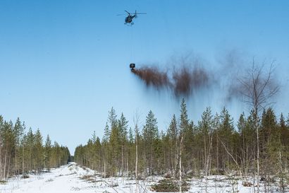 Etelä-Posiolla levitetään helikopterilla metsään miljoona kiloa tuhkaa puiden kasvua lisäämään – katso tästä video
