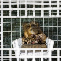 Entisen kauppakeskuspäällikön Hanne Martimon oli tarkoitus hoitaa vain väliaikaisesti orpoja oravanpoikasia – pian hän on ollut adoptioäiti jo parillekymmenelle oravanpoikaselle
