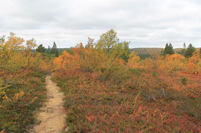 Yle: Metsähallitus esittää metsästyksen rajoittamista osassa kansallispuistojen vilkkaimpia alueita – Esityksessä mukana myös Oulangan ja Syötteen kansallispuistot